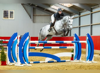 KWPN, Gelding, 6 years, 16,2 hh, Gray