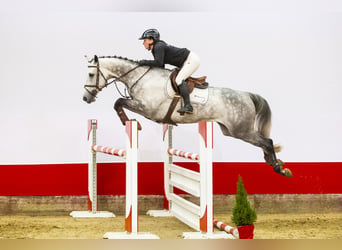 KWPN, Gelding, 6 years, 16,2 hh, Gray