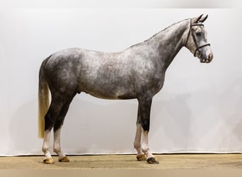 KWPN, Gelding, 6 years, 16,2 hh, Gray