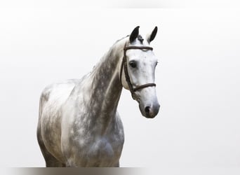 KWPN, Gelding, 6 years, 16,2 hh, Gray