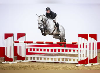 KWPN, Gelding, 6 years, 16,2 hh, Gray