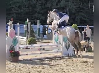 KWPN, Gelding, 6 years, 16.2 hh, Grey