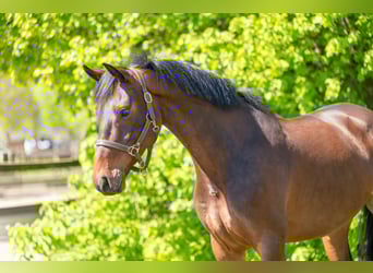 KWPN, Gelding, 6 years, 16.2 hh