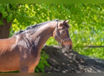 KWPN, Gelding, 6 years, 16.2 hh