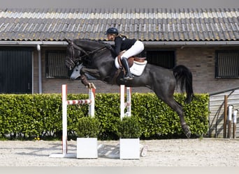 KWPN, Gelding, 6 years, 16.2 hh