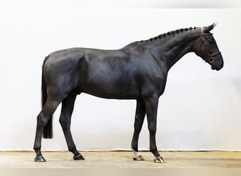 KWPN, Gelding, 6 years, 16.2 hh
