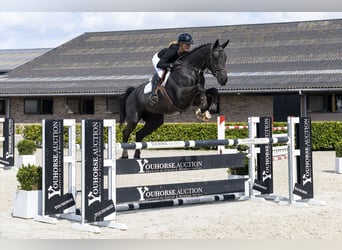 KWPN, Gelding, 6 years, 16.2 hh