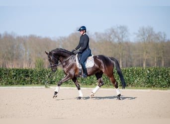 KWPN, Gelding, 6 years, 16.2 hh, Smoky-Black