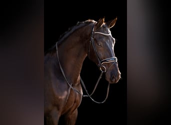 KWPN, Gelding, 6 years, 16.2 hh, Smoky-Black