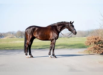 KWPN, Gelding, 6 years, 16.2 hh, Smoky-Black