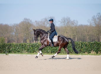 KWPN, Gelding, 6 years, 16.2 hh, Smoky-Black
