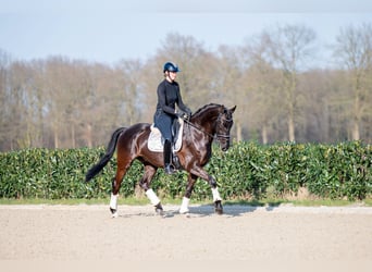 KWPN, Gelding, 6 years, 16.2 hh, Smoky-Black