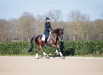 KWPN, Gelding, 6 years, 16.2 hh, Smoky-Black