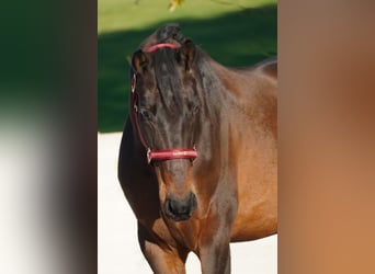 KWPN, Gelding, 6 years, 16,2 hh, Smoky-Black