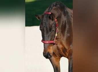 KWPN, Gelding, 6 years, 16,2 hh, Smoky-Black