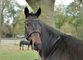 KWPN, Gelding, 6 years, 16,2 hh, Smoky-Black