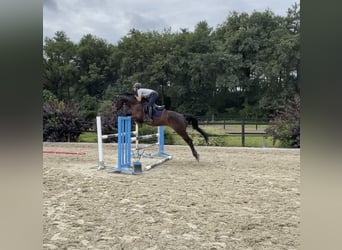 KWPN, Gelding, 6 years, 16,2 hh, Smoky-Black