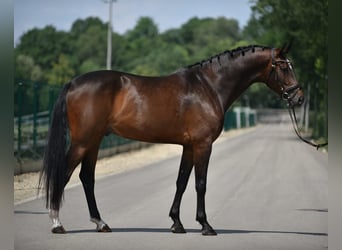 KWPN, Gelding, 6 years, 16.3 hh, Bay-Dark