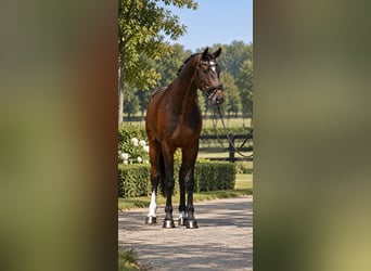 KWPN, Gelding, 6 years, 16.3 hh, Bay
