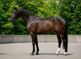 KWPN, Gelding, 6 years, 16.3 hh, Bay