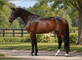 KWPN, Gelding, 6 years, 16.3 hh, Bay