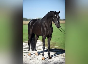 KWPN, Wallach, 6 Jahre, 16,3 hh, Rappe