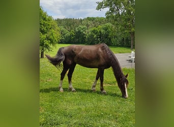 KWPN, Gelding, 6 years, 16.3 hh, Chestnut