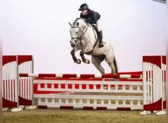 KWPN, Gelding, 6 years, 16,3 hh, Gray