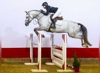 KWPN, Gelding, 6 years, 16,3 hh, Gray