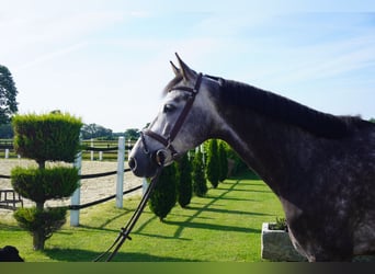 KWPN, Gelding, 6 years, 16.3 hh, Grey-Dapple