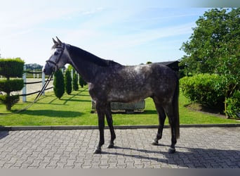 KWPN, Gelding, 6 years, 16.3 hh, Grey-Dapple