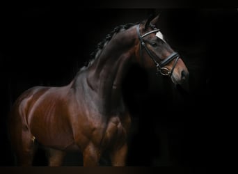 KWPN, Gelding, 6 years, 16 hh, Bay-Dark