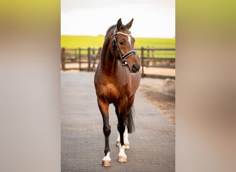 KWPN, Gelding, 6 years, 16 hh, Bay-Dark
