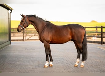 KWPN, Gelding, 6 years, 16 hh, Bay-Dark