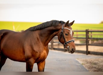 KWPN, Gelding, 6 years, 16 hh, Bay-Dark