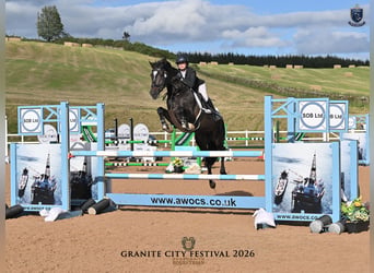 KWPN, Gelding, 6 years, 16 hh, Black