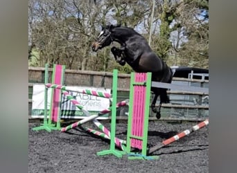 KWPN, Gelding, 6 years, 16 hh, Black