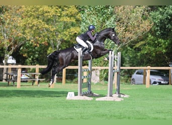 KWPN, Gelding, 6 years, 16 hh, Black