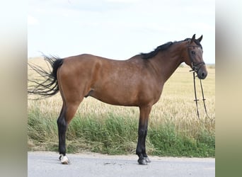 KWPN, Gelding, 6 years, 16 hh, Brown