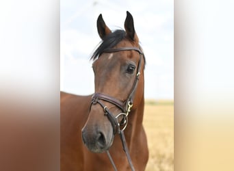 KWPN, Gelding, 6 years, 16 hh, Brown