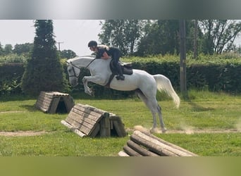 KWPN, Gelding, 6 years, 16 hh, Grey