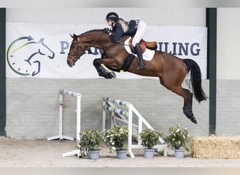 KWPN, Gelding, 6 years, 16 hh