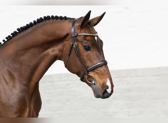 KWPN, Gelding, 6 years, 16 hh