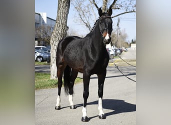 KWPN, Gelding, 6 years, 16,1 hh, Bay-Dark