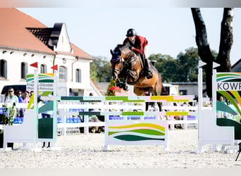 KWPN, Gelding, 6 years, 16,1 hh, Bay-Dark