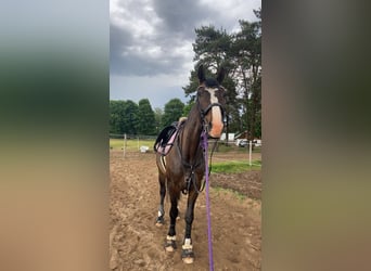 KWPN, Gelding, 6 years, 16,1 hh, Bay