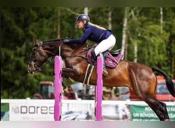 KWPN, Gelding, 6 years, 16,1 hh, Bay
