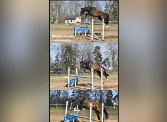 KWPN, Gelding, 6 years, 16,1 hh, Bay