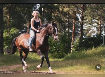 KWPN, Gelding, 6 years, 16,1 hh, Bay