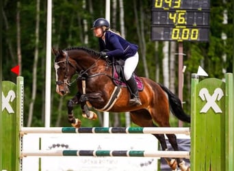 KWPN, Gelding, 6 years, 16,1 hh, Bay